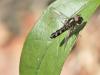 Platycheirus sp.